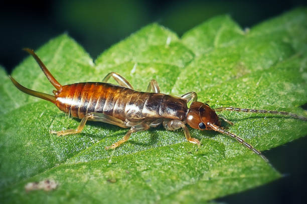 Why are earwigs called earwigs, Do earwigs lay eggs in you, What do earwigs eat, why do earwigs have pincers